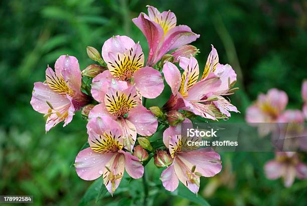 Alstromeria Stock Photo - Download Image Now - Alstroemeria, Beauty In Nature, Color Image