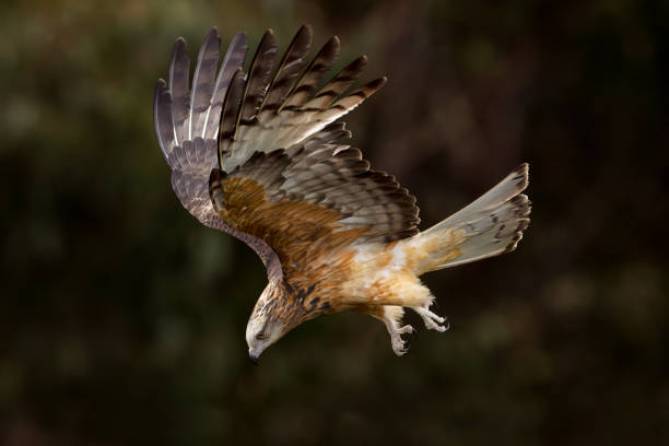 Square-tailed Kite, Jervis Bay, New South Wales, Australia stock photo