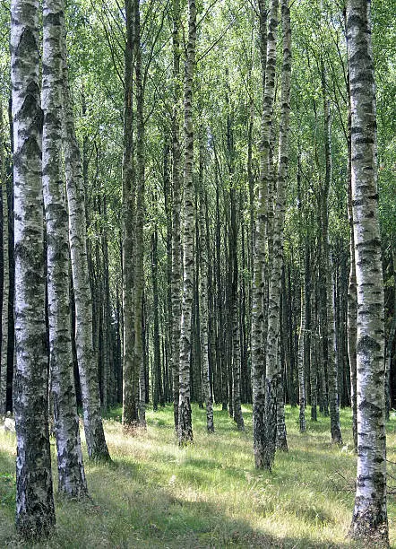 Birchforest
