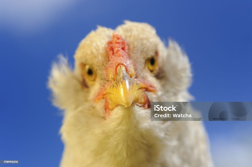 Frango Close-Up de contra o céu azul - Foto de stock de Azul royalty-free