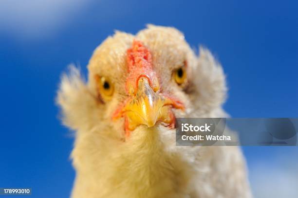 Foto de Frango Closeup De Contra O Céu Azul e mais fotos de stock de Azul - Azul, Céu - Fenômeno natural, Fazenda