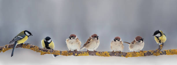 istock banner with different birds sparrows and tits sitting on a tree branch in a winter park 1789930804