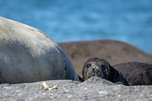 Elephant Seal Colony at Piedras Blancas north of San Simeon on the Central Coast of California USA