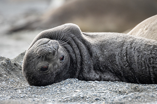 Elephant Seal pup at St Andrew's Bay on South Georgia in the Antarctic. Wildlife Photography on an expedition to South Georgia and the Falkland Islands.