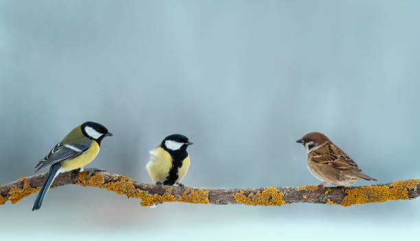 istock different birds sparrows and tits are sitting on a tree branch in a winter park 1789931348