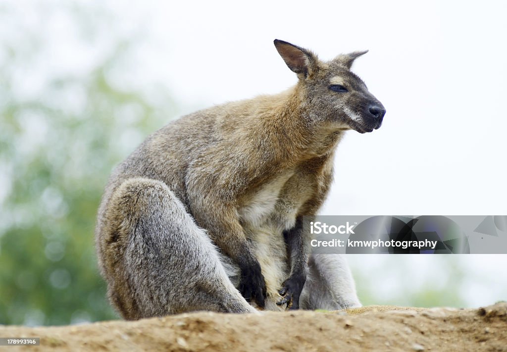 Canguru Wallaby - Foto de stock de Agilidade royalty-free