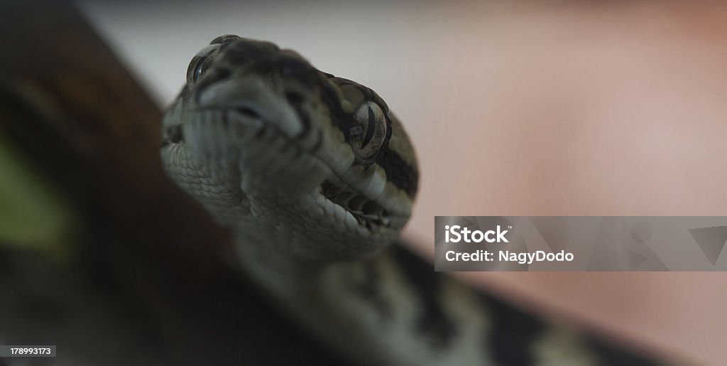 Jungle carpet python - Zbiór zdjęć royalty-free (Bez ludzi)