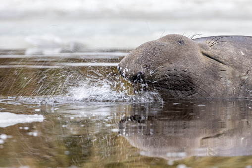 Elephant Seal blowing bubbles in the water on South Georgia in the Antarctic. Wildlife Photography on an expedition to South Georgia and the Falkland Islands.