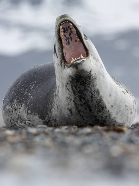 Leopard Seal on South Georgia in the Antarctic