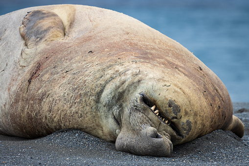 Elephant Seal at St Andrew's Bay on South Georgia in the Antarctic. Wildlife Photography on an expedition to South Georgia and the Falkland Islands.