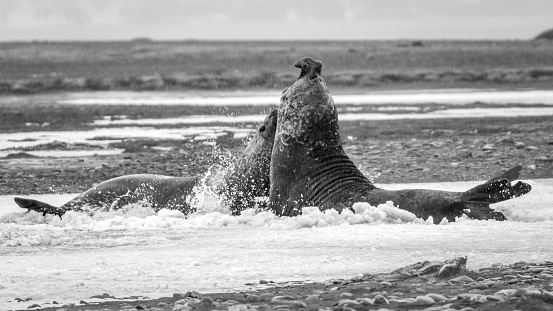 Elephant Seals fighting at St Andrew's Bay on South Georgia in the Antarctic. Wildlife Photography on an expedition to South Georgia and the Falkland Islands.