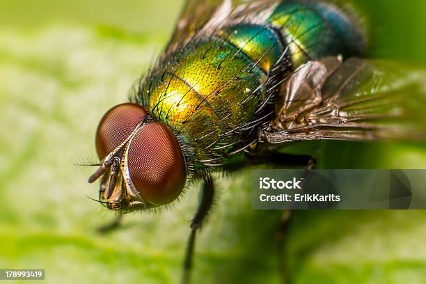 인물 사진 플라이에는 곤충에 대한 스톡 사진 및 기타 이미지 - 곤충, 다중 색상, 동물 신체 부분