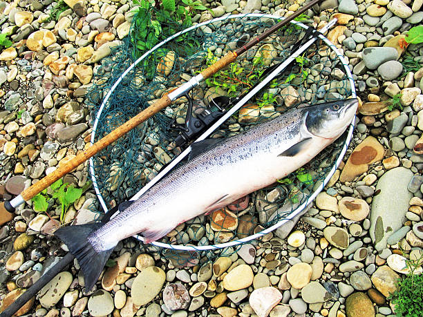 istock Freshly caught Wild Salmom 178993541