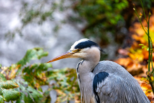Majestic grey heron (Ardea cinerea), known for its elegant stature, captured in its natural habitat. Found in wetlands across Europe, Asia, and Africa.