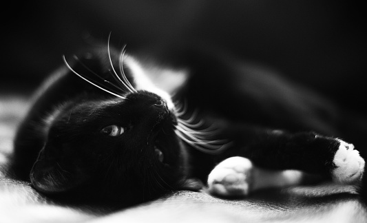 A black and white photograph of a domestic cat resting comfortably on a chair