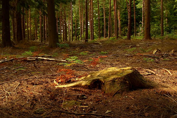 woodland de limpeza - glade light dappled tree - fotografias e filmes do acervo