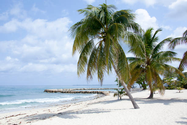 istock Grand Cayman Seven Mile Beach With Palms 1789944139