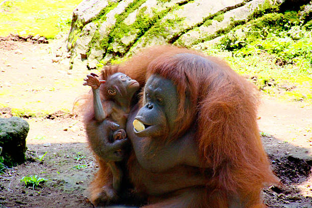 엄마와 아기 orang-utans 있는 자바 인도네시아 - young animal orangutan mother ape 뉴스 사진 이미지