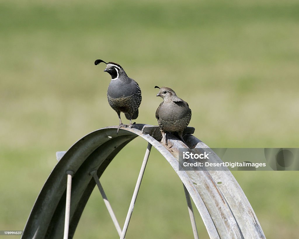 Para California Quail - Zbiór zdjęć royalty-free (Bez ludzi)