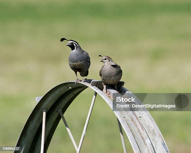 Foto de Par De Callipepla Californica e mais fotos de stock de Animais Machos - Animais Machos, Animal, Animal de Caça