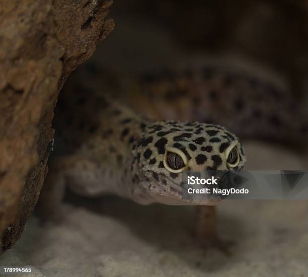Foto de Sorrindo Leopardo Gecko No Deserto e mais fotos de stock de Amarelo - Amarelo, Animais em Extinção, Animal