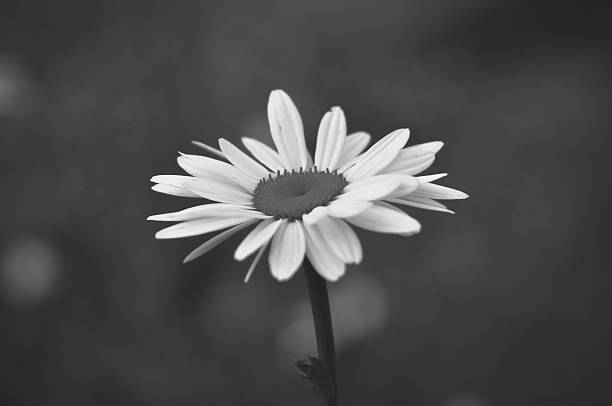 istock Solitary Daisy in Black and White 178994596