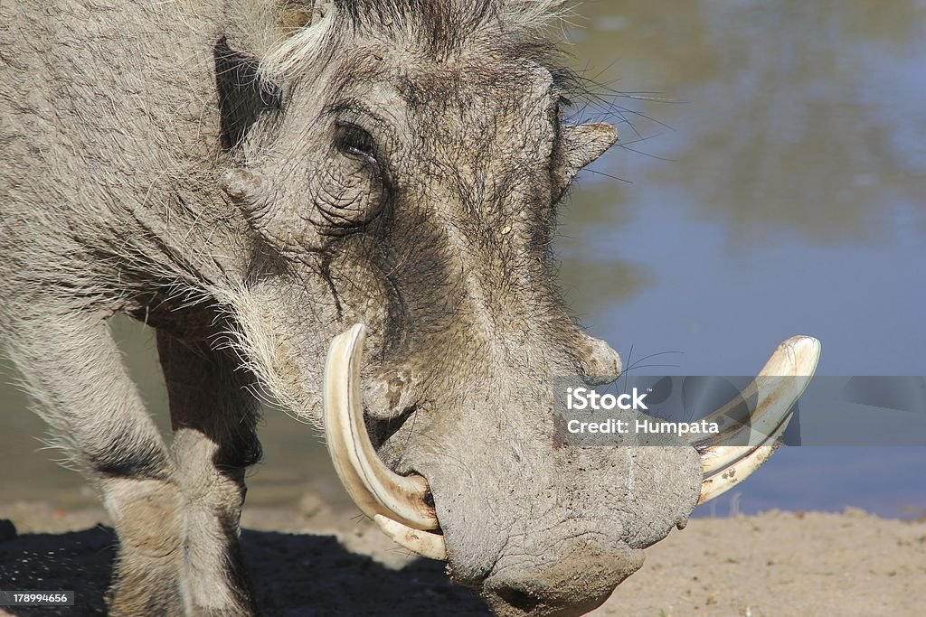 Afrikanischer Warzenschwein s Porträt von allen meinen Marotten Tusks - Lizenzfrei Afrika Stock-Foto