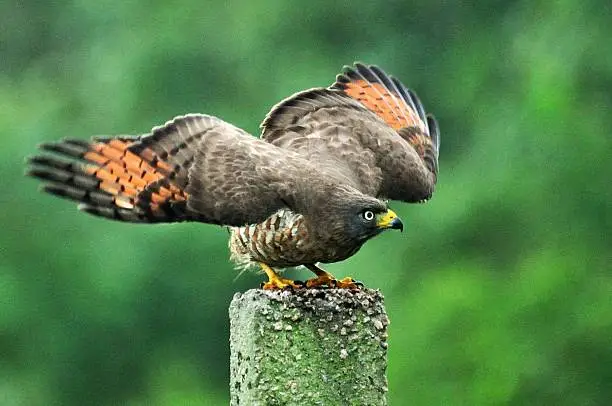 Photo of Hawk ready to fly