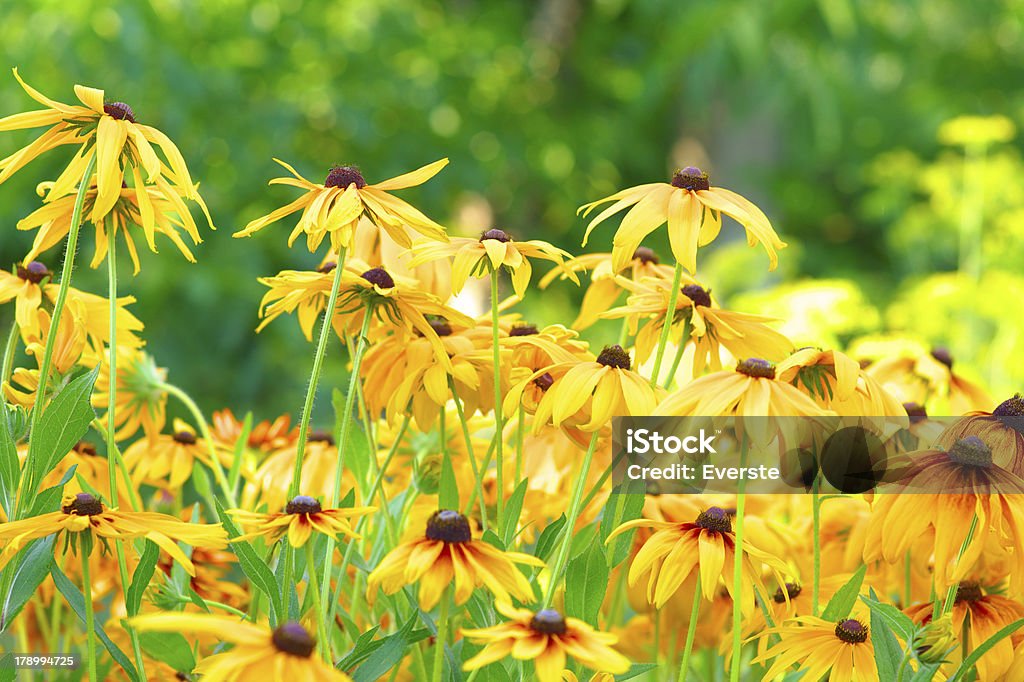 Fleuri l'été fleurs fond de Rudbeckia - Photo de Arbre en fleurs libre de droits