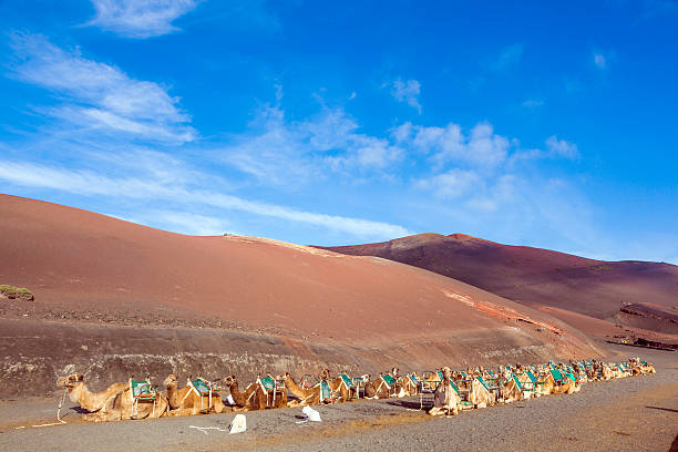 istock camels in the national park 178994931