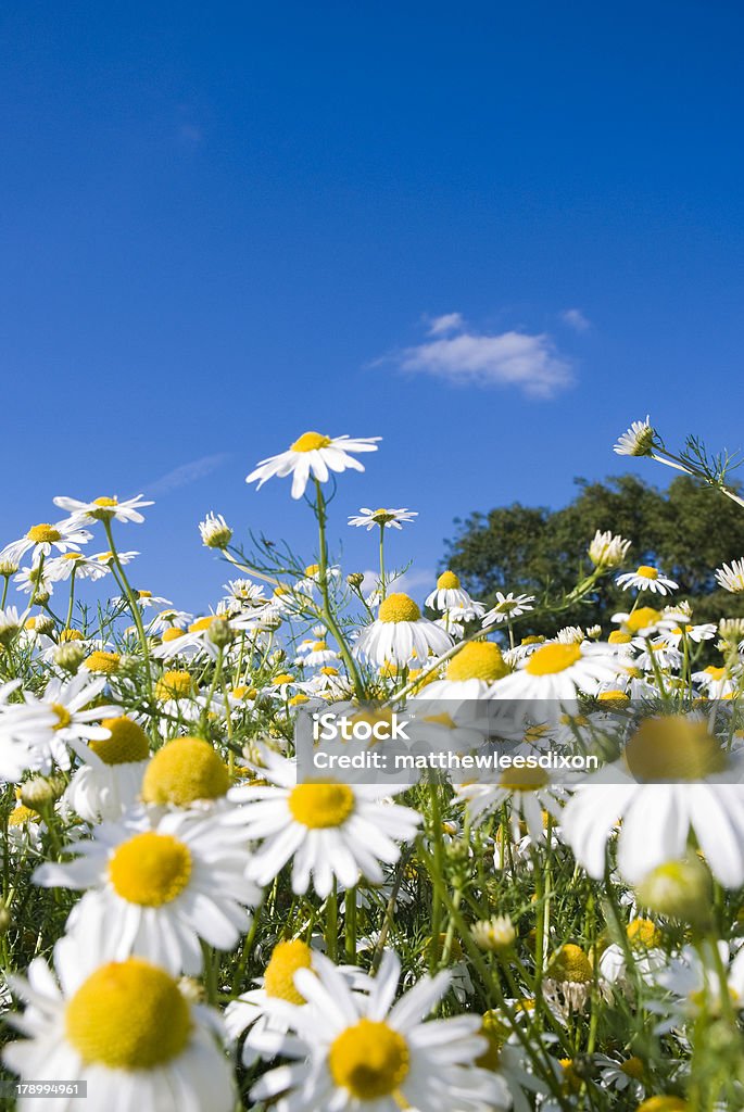 Crazy daisy s - Foto stock royalty-free di Agricoltura