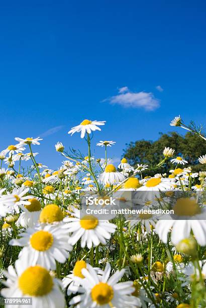 Crazy Daisy S - Fotografie stock e altre immagini di Agricoltura - Agricoltura, Ambientazione esterna, Ambiente