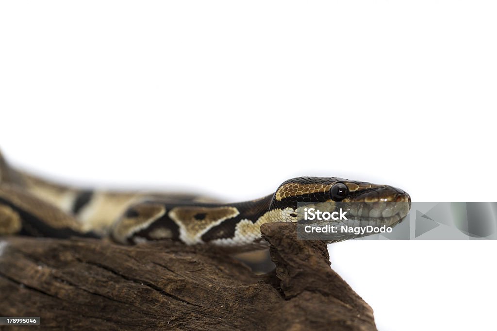 Python de gros plan (Python Regius) - Photo de Animaux de compagnie libre de droits