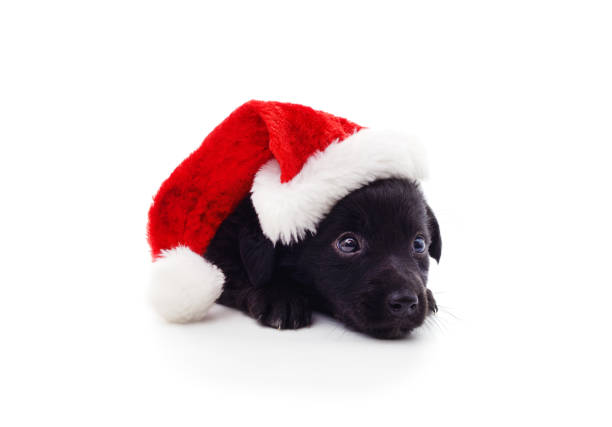 jack russell terrier smiling in santa claus hat. family christmas
