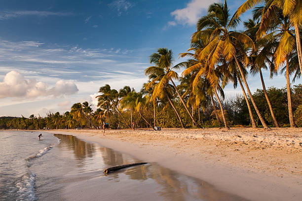 Beach of Saint-Anne, Martinique stock photo