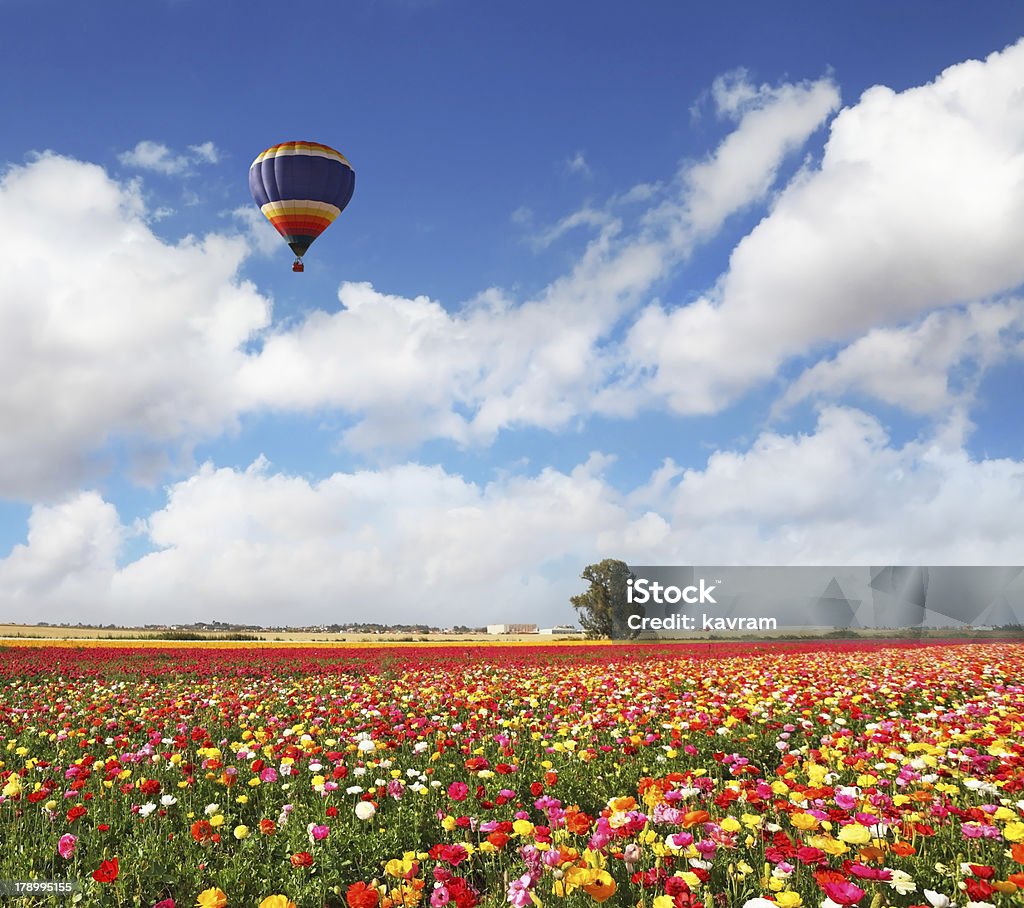 Le champ de fleurs colorées, Renoncule d'Asie - Photo de Agriculture libre de droits