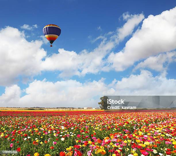 Photo libre de droit de Le Champ De Fleurs Colorées Renoncule Dasie banque d'images et plus d'images libres de droit de Agriculture - Agriculture, Arbre en fleurs, Beauté de la nature