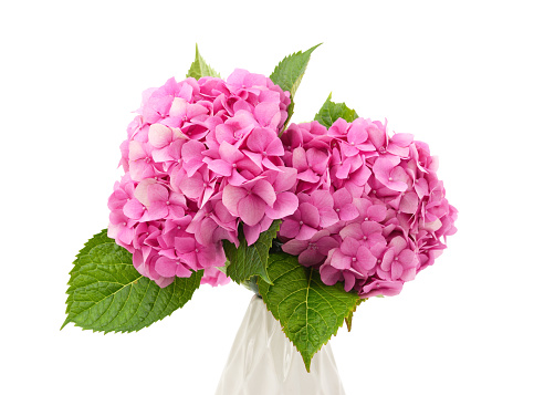 Purple hydrangea in weight isolated on a white background.
