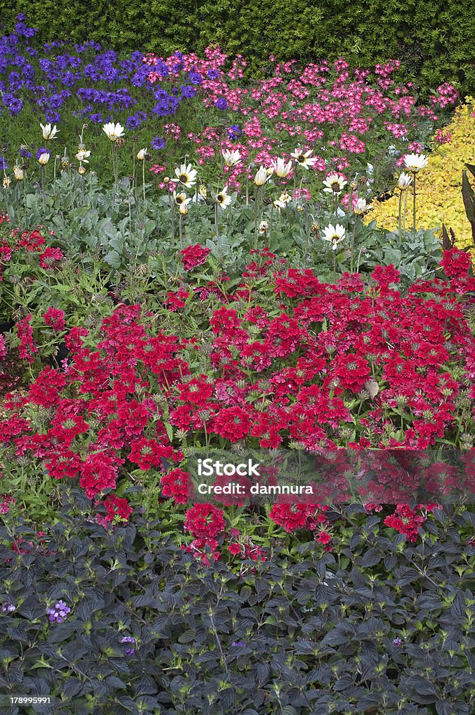 Цветок кровать в цветущий сад - Стоковые фото Настурция роялти-фри
