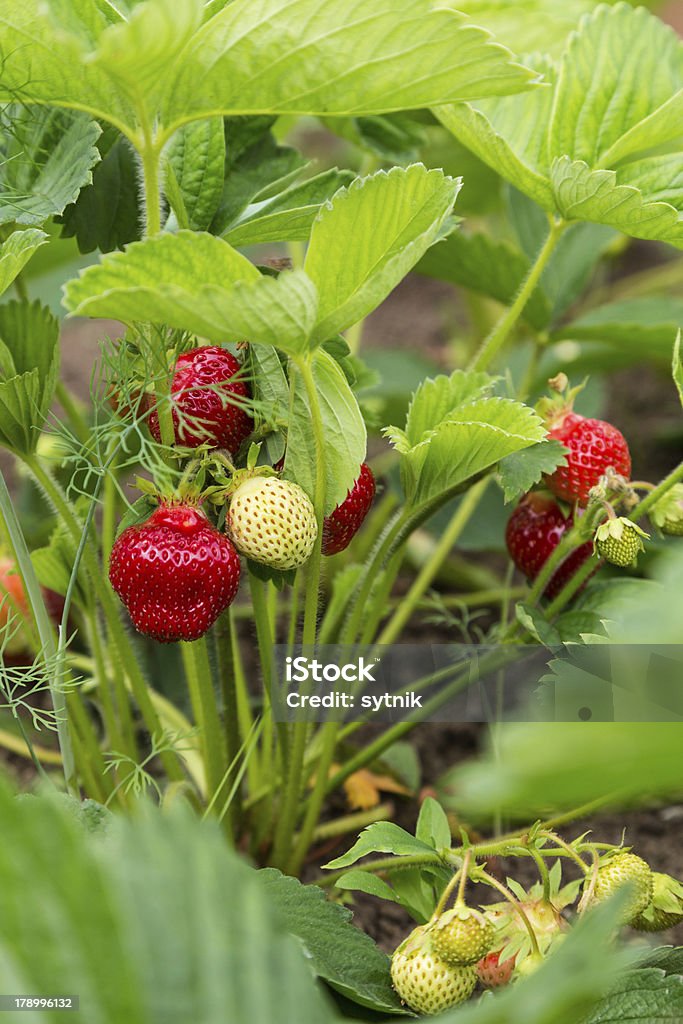 shrub Erdbeeren mit roten und grünen Zone - Lizenzfrei Agrarbetrieb Stock-Foto