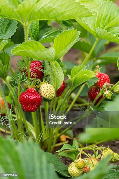 シュラブストロベリー赤色および緑色 - イチゴのストックフォトや画像を多数ご用意 - イチゴ, ガーデニング, クローズアップ