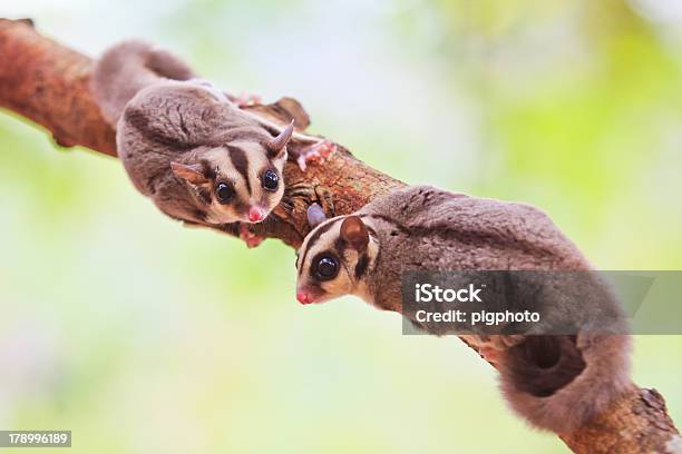 Sugar Glider Stockfoto und mehr Bilder von Kurzkopfgleitbeutler ... - Sugar GliDer Sugar Glider Stockfoto und mehr Bilder von Kurzkopfgleitbeutler ... - Sugar GliDer