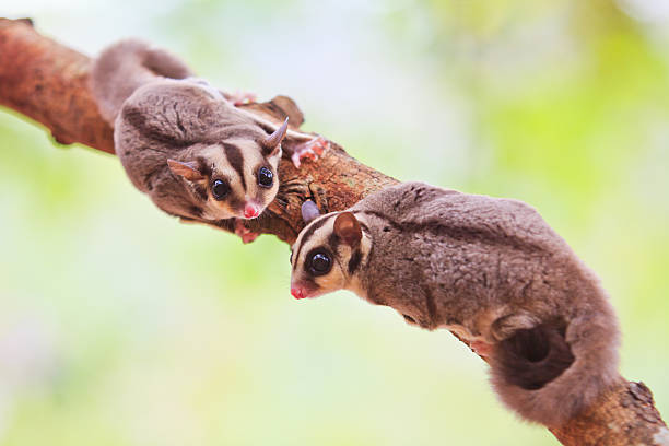 petauro-do-açúcar - curious squirrel - fotografias e filmes do acervo