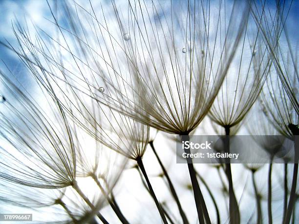 Dandelion Seeds Stock Photo - Download Image Now - Blue, Close-up, Cloud - Sky