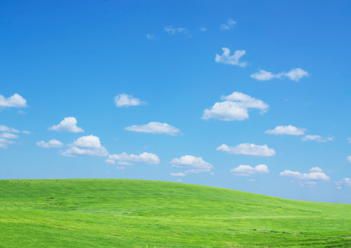 field of grass and perfect blue sky