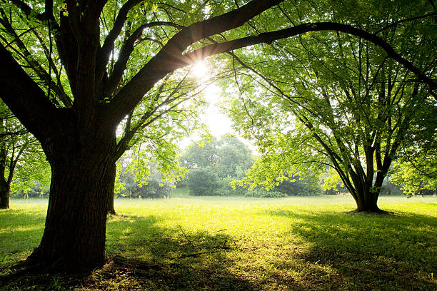 istock morning sun in the park 178996802