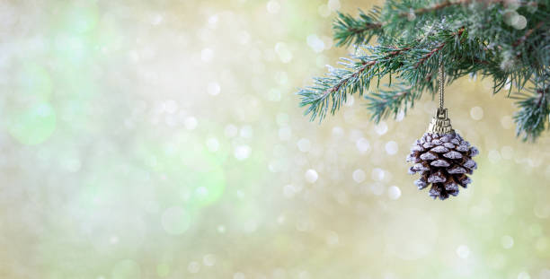 Christmas and New Years holiday panoramic background or banner. Pine cone on pine tree branch.