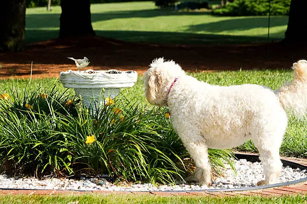 Large white golden doodle shaggy dog watching small titmouse bird sitting on birdbath in flower garden
