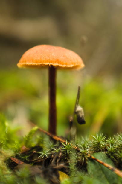 istock Mushroom kingdom somewhere deep in a forest 1789968781