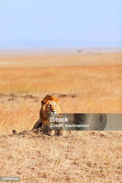 Мужчина Лев В Масаимара — стоковые фотографии и другие картинки Африка - Африка, Большая кошка, Вертикальный